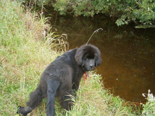 Фото: ньюфаундленд Бегущая по Волнам Центурион Приор