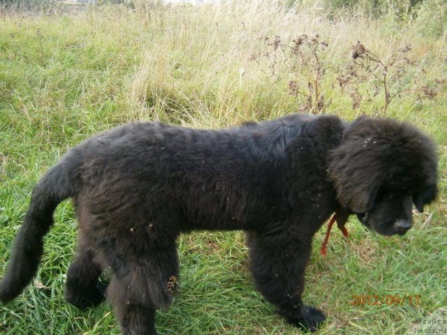 Фото: ньюфаундленд Бегущая по Волнам Центурион Приор