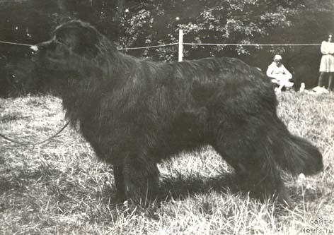 Фото: ньюфаундленд Ал Грот