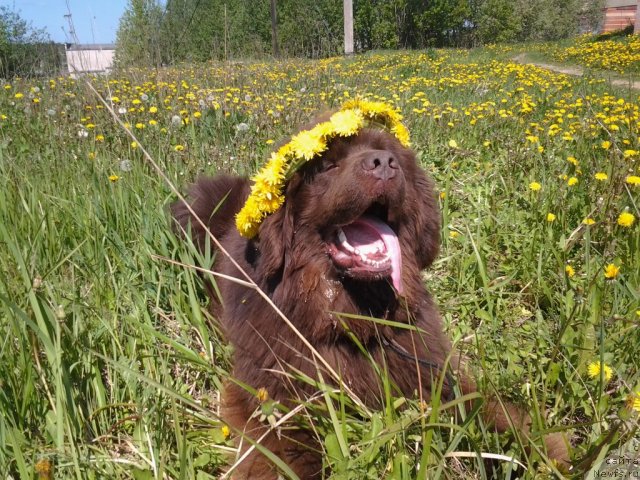 Фото: ньюфаундленд Правитель Тайги