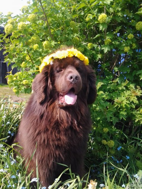 Фото: ньюфаундленд Правитель Тайги