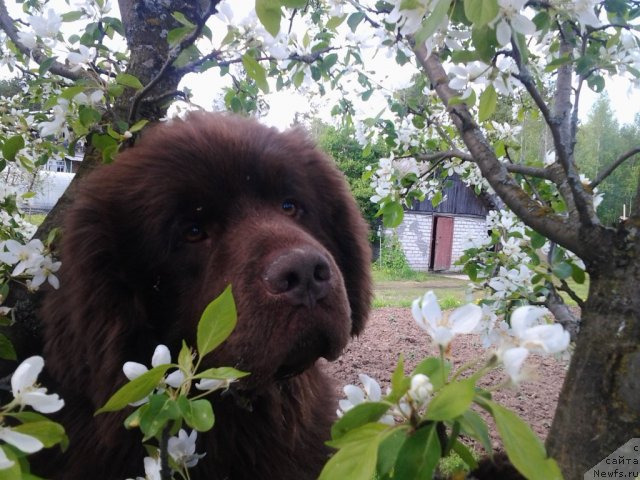 Фото: ньюфаундленд Правитель Тайги