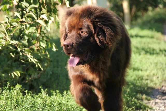 Фото: ньюфаундленд Хозяйка Дома с Берега Дона (Hozjajka Doma s Berega Dona)