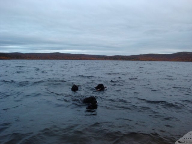 Фото: ньюфаундленд Абигаль Бомонд, ньюфаундленд Питерньюф Нота Бене (Piternyuf Nota Bene), ньюфаундленд Уютная Долина Бьютифул Стар Фаворит