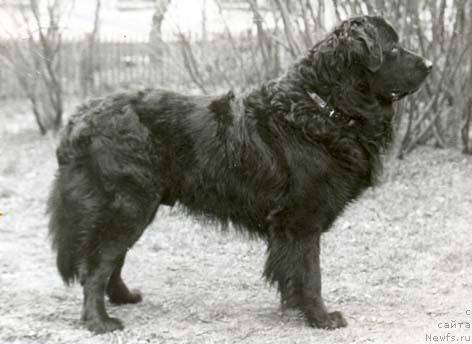 Фото: ньюфаундленд Кэппи Малыш