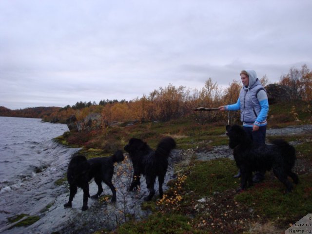 Фото: ньюфаундленд Абигаль Бомонд, ньюфаундленд Питерньюф Нота Бене (Piternyuf Nota Bene), ньюфаундленд Уютная Долина Бьютифул Стар Фаворит, Екатерина Силина