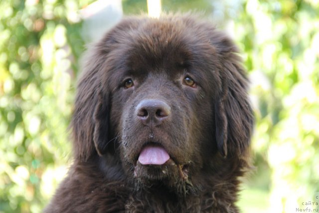 Фотография № 106103