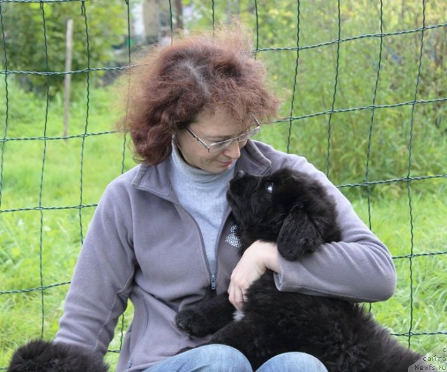 Фото: Галина Акулина, ньюфаундленд Бегущая по Волнам Шалл Ви Дансе