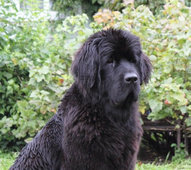 Фото: ньюфаундленд Бегущая по Волнам Харизма (Beguschaya po Volnam Harizma)