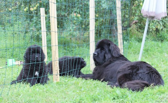 Фото: ньюфаундленд Бегущая по Волнам Харизма (Beguschaya po Volnam Harizma)