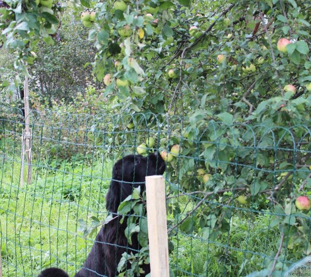 Фото: ньюфаундленд Бегущая по Волнам Харизма (Beguschaya po Volnam Harizma)