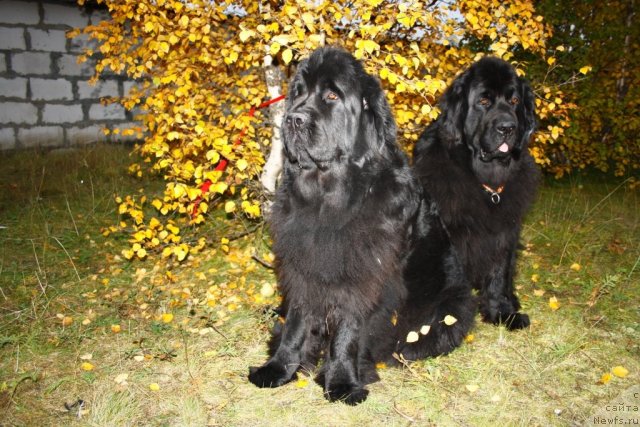 Фото: ньюфаундленд Fortuna of Giant's Island, ньюфаундленд Глория Гранд Блек