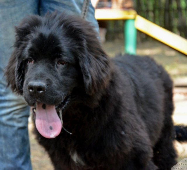 Фотография № 106122