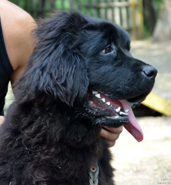 Фотография № 106128