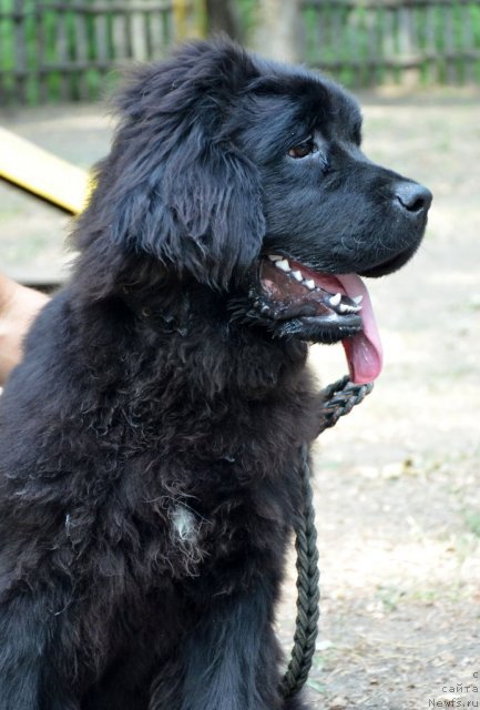 Фотография № 106129