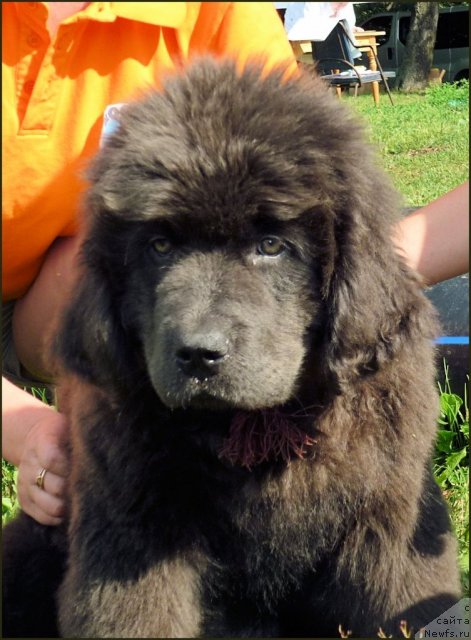 Фото: ньюфаундленд Мелти Вейв Марин Тифея (Melty Wave Marine Tifeya)