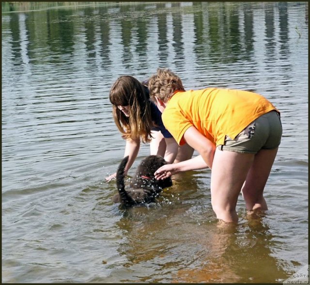 Фото: ньюфаундленд Мелти Вейв Марин Тифея (Melty Wave Marine Tifeya), Анна Петрушкина, Анастасия Кормакова
