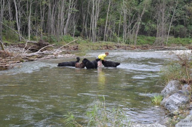 Фото: ньюфаундленд I'm Little Princess Midnight Bear, ньюфаундленд Аркадия Виват Арбона, ньюфаундленд Веридан Звездный Путь, ньюфаундленд Супер Премиум Амелия Экшен