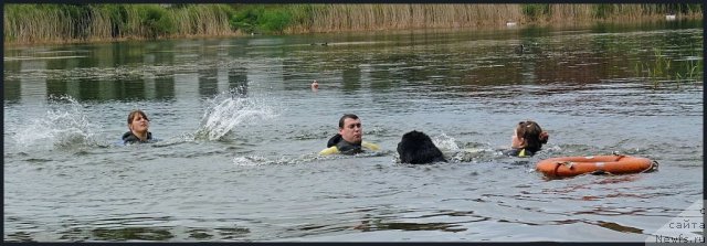 Фото: ньюфаундленд Bartez Beliy, Анастасия Михайлова, Анастасия Кормакова, Виталик