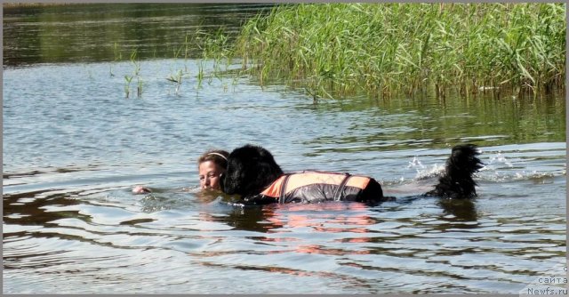 Фото: ньюфаундленд Центр Мироздания из Аркаима (Tsentr Mirozdaniya iz Arkaima), Анна Ковалёва