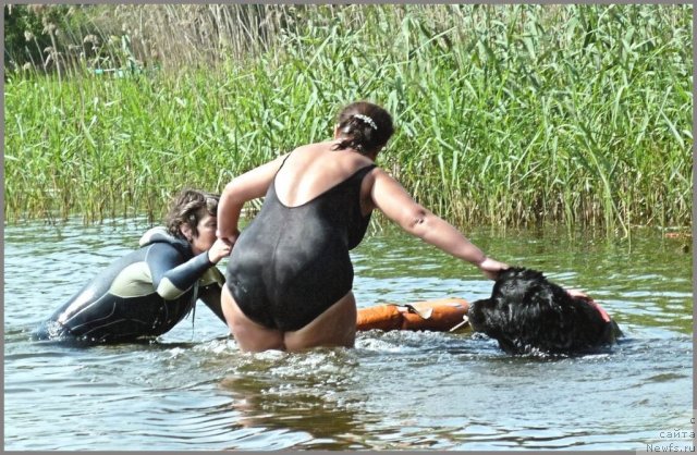 Фото: ньюфаундленд Центр Мироздания из Аркаима (Tsentr Mirozdaniya iz Arkaima), Анна Ковалёва, Наталия Михайлова