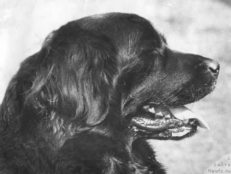 Фото: ньюфаундленд Кэтти Лад Бей