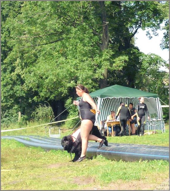 Фото: ньюфаундленд Центр Мироздания из Аркаима (Tsentr Mirozdaniya iz Arkaima), Анна Ковалёва