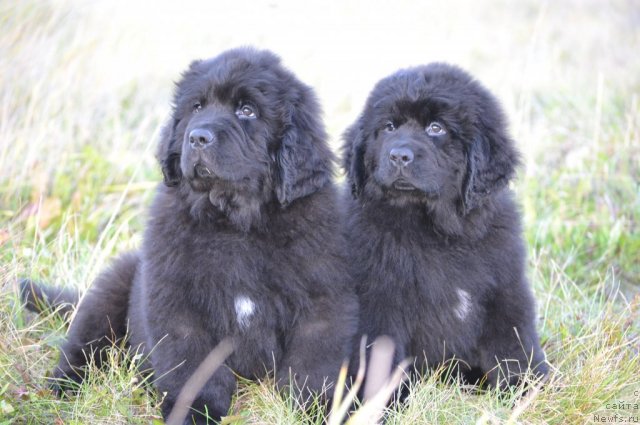 Фотография № 106207