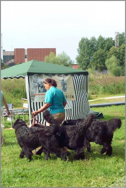 Фото: ньюфаундленд Талула Белл (Talula Bell), ньюфаундленд Целого Мира Мало из Аркаима (Tselogo Mira Malo iz Arkaima), ньюфаундленд Центр Мироздания из Аркаима (Tsentr Mirozdaniya iz Arkaima)