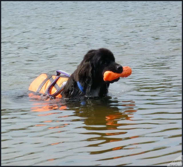 Фото: ньюфаундленд Мэджестик Гудсоул Ньюстарс Гиантисланд (Majestic Goodsoul Newstars Giantisland)