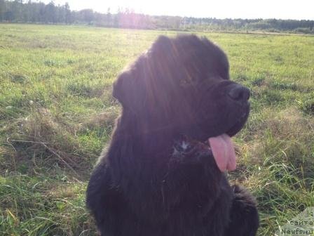 Фото: ньюфаундленд Рестайлинг Фром Шипмэн