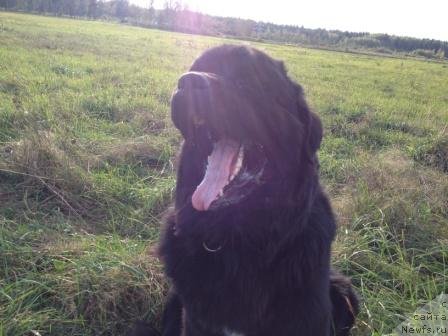 Фото: ньюфаундленд Рестайлинг Фром Шипмэн