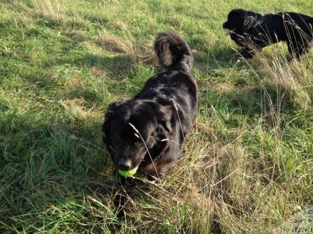 Фото: ньюфаундленд Бонни Флайт