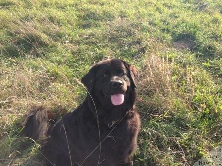 Фото: ньюфаундленд Бонни Флайт