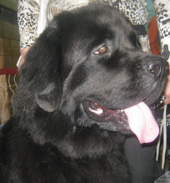 Фото: ньюфаундленд Фиаметтахауз Нусакан