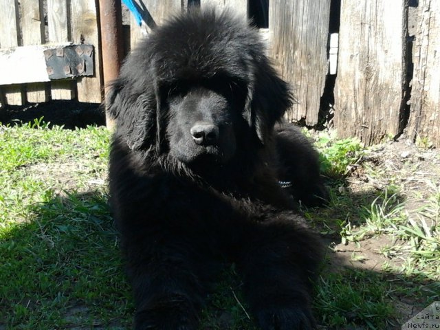 Фото: Андрей Ляпустин