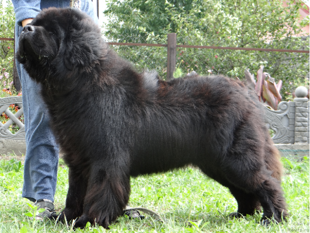 Фотография № 106245