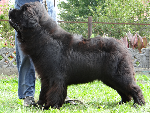 Фото: ньюфаундленд Лексус Гренд Босс (Lexus Grend Boss)