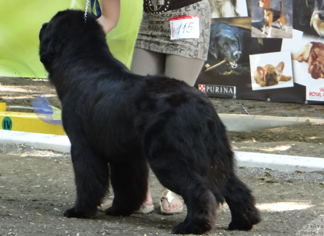 Фото: ньюфаундленд Лексус Гренд Босс (Lexus Grend Boss)