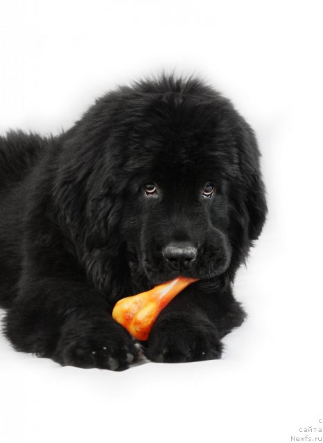 Фотография № 106258