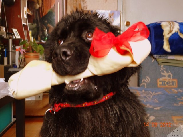 Фото: ньюфаундленд Рэш