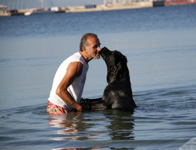 Фото: ньюфаундленд Дар Свезы Бона Фидес (Dar Svezy Bona Fides)