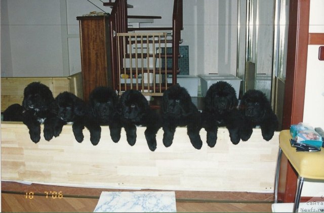 Фото: щенки, ньюфаундленд Даниэлла Гранд Бэби оф  зе Блек Граф