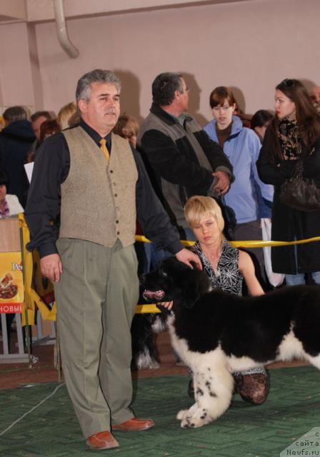 Фото: ньюфаундленд Eros Faundland