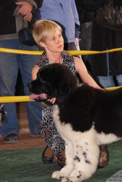 Фото: ньюфаундленд Eros Faundland