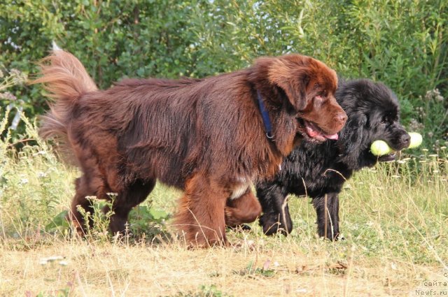 Фото: ньюфаундленд Обуш Шед Янтарный Поцелуй, ньюфаундленд Ньюфорт Лапочка Дочка