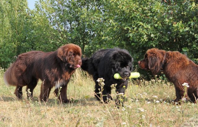 Фото: ньюфаундленд Обуш Шед Янтарный Поцелуй, ньюфаундленд Ньюфорт Лапочка Дочка, ньюфаундленд Ньюфорт Ровер Браун