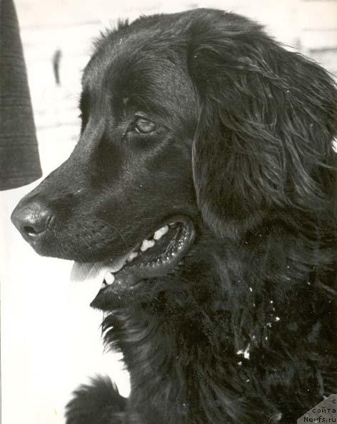 Фото: ньюфаундленд Федора