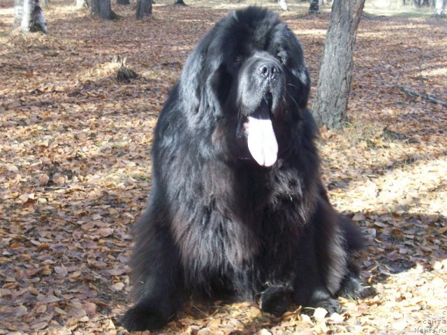 Фото: ньюфаундленд Карат из Медвежьего Яра (Karat iz Medvejyego Yara)