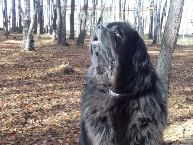 Фото: ньюфаундленд Карат из Медвежьего Яра (Karat iz Medvejyego Yara)